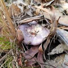 Russula sp. (genus) at QPRC LGA - 17 May 2024 01:52 PM