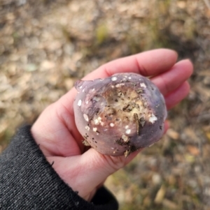 Russula sp. (genus) at QPRC LGA - 17 May 2024