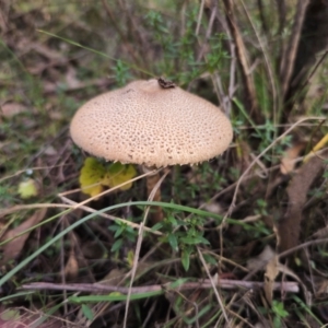 Macrolepiota clelandii at QPRC LGA - 17 May 2024