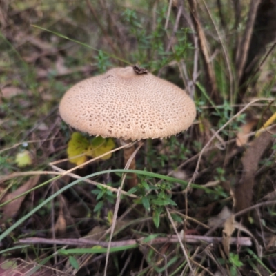Macrolepiota clelandii at Captains Flat, NSW - 17 May 2024 by Csteele4
