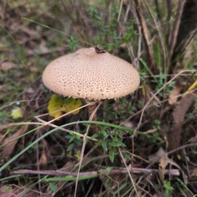 Macrolepiota clelandii (Macrolepiota clelandii) at Captains Flat, NSW - 17 May 2024 by Csteele4