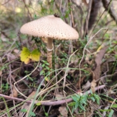 Macrolepiota clelandii at QPRC LGA - 17 May 2024