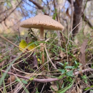 Macrolepiota clelandii at QPRC LGA - 17 May 2024