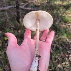 Macrolepiota clelandii at QPRC LGA - 17 May 2024