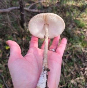 Macrolepiota clelandii at QPRC LGA - 17 May 2024