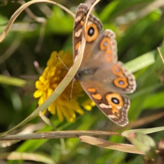 Junonia villida (Meadow Argus) at Ainslie, ACT - 17 May 2024 by Hejor1