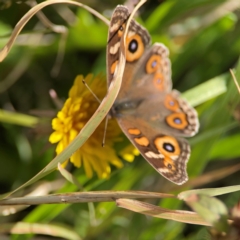 Junonia villida at Ainslie, ACT - 17 May 2024 by Hejor1