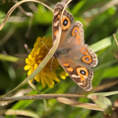 Junonia villida at Ainslie, ACT - 17 May 2024 by Hejor1