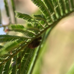 Jalmenus sp. (genus) at Ainslie, ACT - 17 May 2024