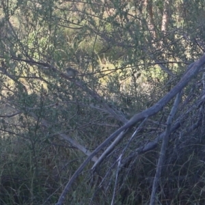 Acanthiza pusilla at Lyons, ACT - 19 May 2024