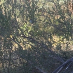 Acanthiza pusilla at Lyons, ACT - 19 May 2024