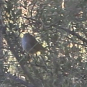 Acanthiza pusilla at Lyons, ACT - 19 May 2024