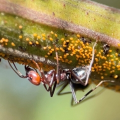 Iridomyrmex purpureus (Meat Ant) at Ainslie, ACT - 17 May 2024 by Hejor1