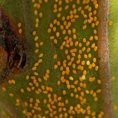 Acizzia sp. (genus) (Unidentified wattle psyllid) at Ainslie, ACT - 17 May 2024 by Hejor1