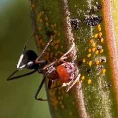 Acizzia sp. (genus) at Ainslie, ACT - 17 May 2024