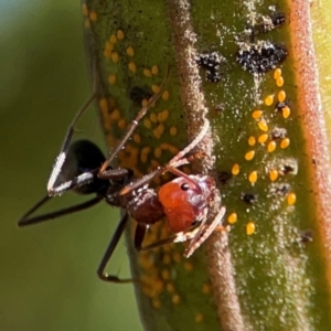 Acizzia sp. (genus) at Ainslie, ACT - 17 May 2024