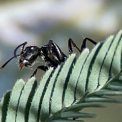 Camponotus aeneopilosus (A Golden-tailed sugar ant) at Mount Ainslie - 17 May 2024 by Hejor1