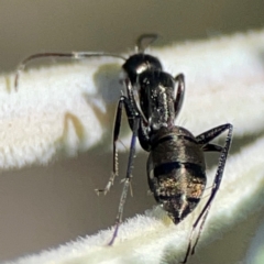 Camponotus aeneopilosus at Mount Ainslie - 17 May 2024