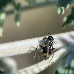 Camponotus aeneopilosus at Mount Ainslie - 17 May 2024