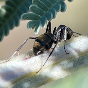 Camponotus aeneopilosus at Mount Ainslie - 17 May 2024