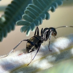 Camponotus aeneopilosus at Mount Ainslie - 17 May 2024 02:32 PM