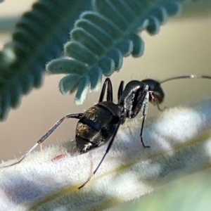 Camponotus aeneopilosus at Mount Ainslie - 17 May 2024 02:32 PM