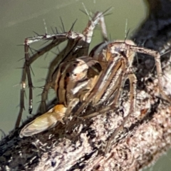 Oxyopes (genus) (Lynx spider) at Mount Ainslie - 17 May 2024 by Hejor1