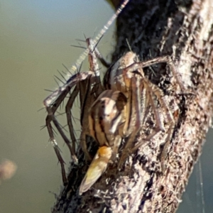 Oxyopes sp. (genus) at Mount Ainslie - 17 May 2024