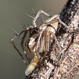 Oxyopes sp. (genus) at Mount Ainslie - 17 May 2024