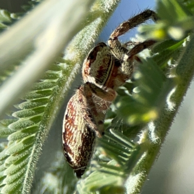Opisthoncus serratofasciatus (Chevronned jumper) at Ainslie, ACT - 17 May 2024 by Hejor1