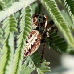 Opisthoncus serratofasciatus at Mount Ainslie - 17 May 2024