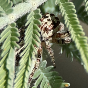 Opisthoncus serratofasciatus at Mount Ainslie - 17 May 2024