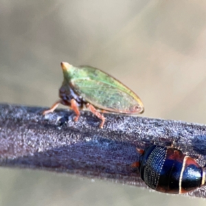 Ellipsidion australe at Ainslie, ACT - 17 May 2024