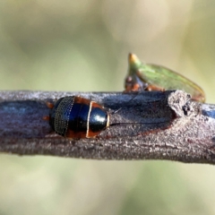 Ellipsidion australe at Ainslie, ACT - 17 May 2024 02:38 PM