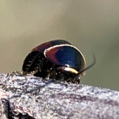 Ellipsidion australe at Ainslie, ACT - 17 May 2024