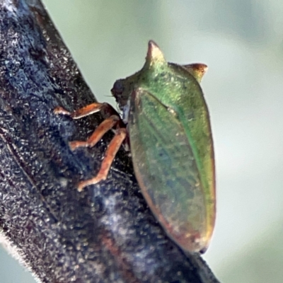 Sextius virescens (Acacia horned treehopper) at Ainslie, ACT - 17 May 2024 by Hejor1