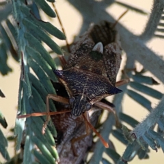 Oechalia schellenbergii (Spined Predatory Shield Bug) at Mount Ainslie - 17 May 2024 by Hejor1