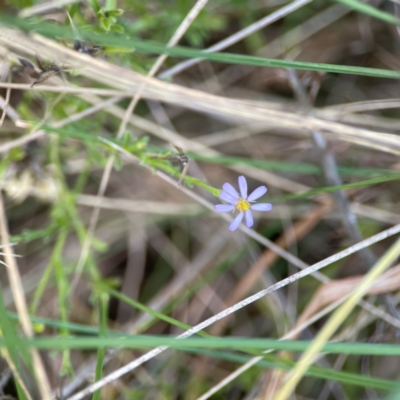 Vittadinia cuneata var. cuneata (Fuzzy New Holland Daisy) at Ainslie, ACT - 17 May 2024 by Hejor1