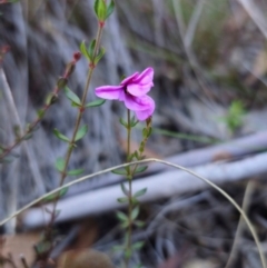 Tetratheca bauerifolia (Heath Pink-bells) at Captains Flat, NSW - 19 May 2024 by Csteele4