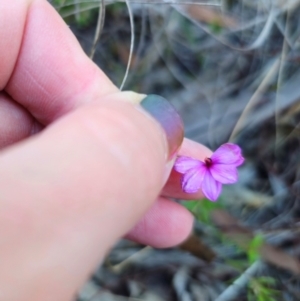 Tetratheca bauerifolia at QPRC LGA - 19 May 2024