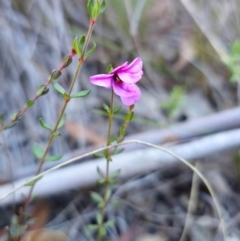 Tetratheca bauerifolia at QPRC LGA - 19 May 2024