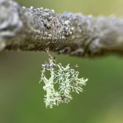 Usnea sp. (genus) (Bearded lichen) at Mount Ainslie - 17 May 2024 by Hejor1