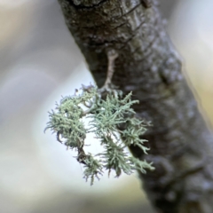 Usnea sp. (genus) at Mount Ainslie - 17 May 2024 02:43 PM