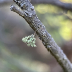 Usnea sp. (genus) at Mount Ainslie - 17 May 2024