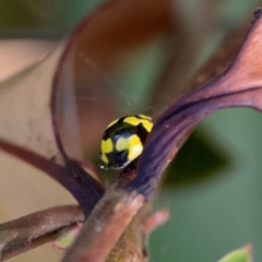 Illeis galbula (Fungus-eating Ladybird) at Ainslie, ACT - 17 May 2024 by Hejor1