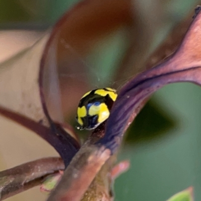 Illeis galbula (Fungus-eating Ladybird) at Mount Ainslie - 17 May 2024 by Hejor1