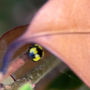 Illeis galbula at Mount Ainslie - 17 May 2024