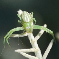 Thomisidae (family) (Unidentified Crab spider or Flower spider) at Ainslie, ACT - 17 May 2024 by Hejor1