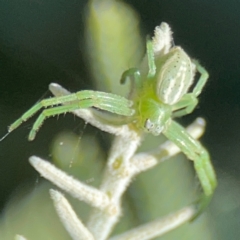 Thomisidae (family) at Mount Ainslie - 17 May 2024 02:49 PM