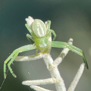 Thomisidae (family) at Mount Ainslie - 17 May 2024 02:49 PM